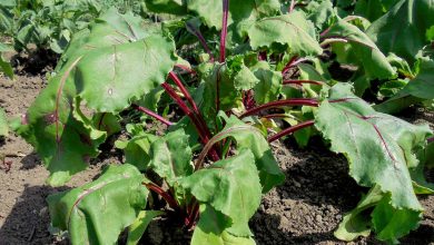 Photo of Beet Pests and Diseases: [Detection, Causes and Solutions]
