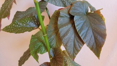 Photo of Begonia Cuttings: [Concept, Period, Rooting and Planting]