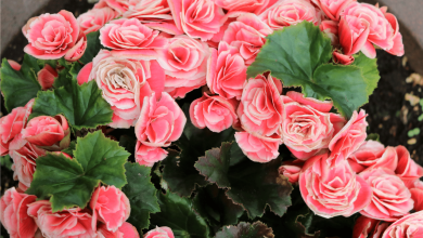 Photo of Begonia Elatior: [Characteristics, Cultivation, Care, Pests and Diseases]