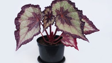 Photo of Begonia Rex: [Cultivation, Substrate, Irrigation, Associations, Pests and Diseases]