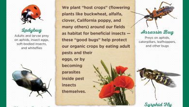 Photo of Beneficial Insects in Organic Farming, Toads and other allies