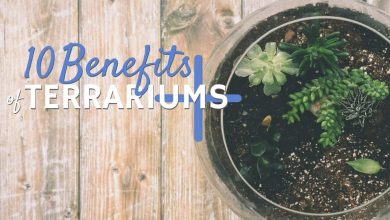 Photo of Benefits of having a plant terrarium