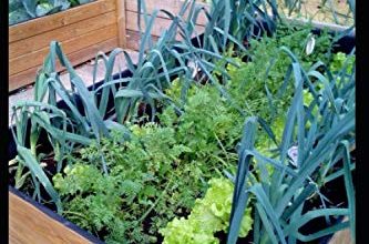 Photo of Benefits of Urban Gardens | Complete Guide