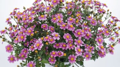 Photo of Bidens: [Cultivation, Irrigation, Care, Pests and Diseases]