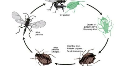 Photo of Biological control of agricultural pests and diseases: examples