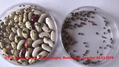 Photo of Black Bugs in Beans: What They Are and How to Get Rid of Them