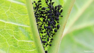 Photo of Black Bugs on Plants: The Most Important Black Bugs