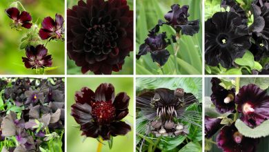 Photo of black flowers