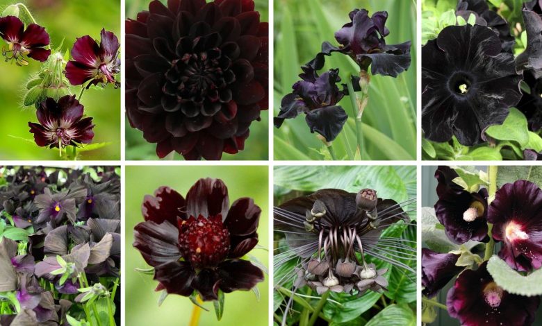 black flowers - Complete Gardering