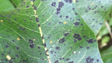 Photo of Black Spots on Plant Leaves: Find out what it is