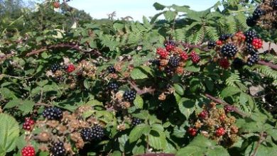 Photo of Blackberry Pests and Diseases: [Detection, Causes and Solutions]