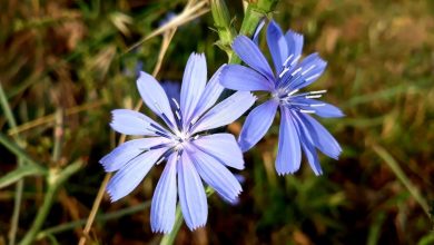 Photo of Blue Flowers: [10 Examples, Care, Characteristics]