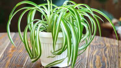 Photo of Bond of Love or Spider Plant: [Care, Planting, Irrigation and Substrate]