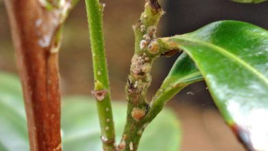 Photo of Bonsai Pests and Diseases: How to Identify and Treat Them