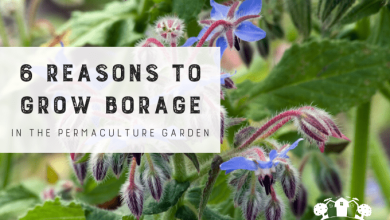 Photo of Borage: Complete guide to grow borage in the garden