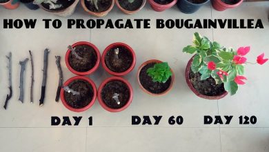 Photo of Bougainvillea Cuttings: [Concept, Period, Rooting and Planting]