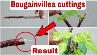 Photo of Bougainvillea Cuttings in Water: [Concept, Time, Rooting and Planting]