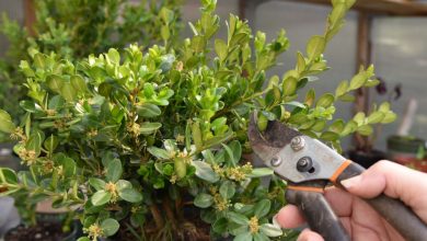 Photo of Boxwood Cuttings: [Concept, Period, Rooting and Planting]