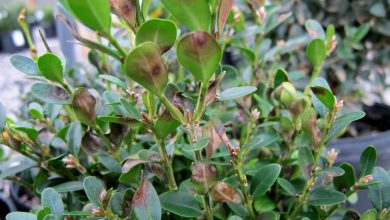Photo of Boxwood Pests and Diseases: How to Identify and Treat Them