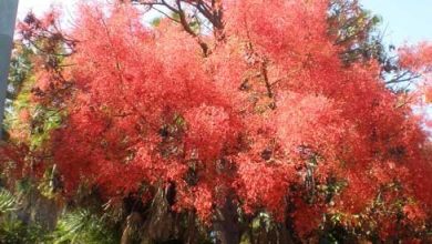 Photo of Brachychiton Tree: [Planting, Care, Watering, Substrate]