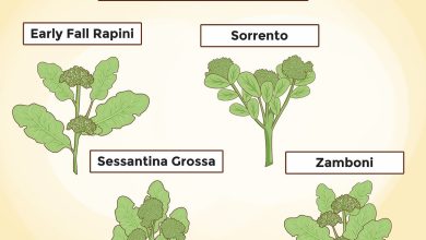 Photo of Broccoli: Cultivation and Management of Broccoli in the garden step by step
