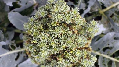 Photo of Broccoli Pests and Diseases: Complete Guide with Photos