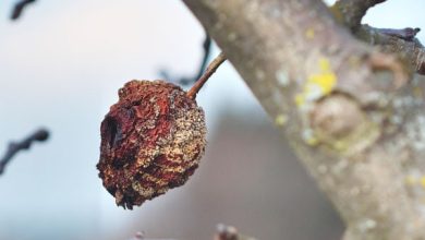 Photo of Brown Rot: Identify, Combat and Prevent