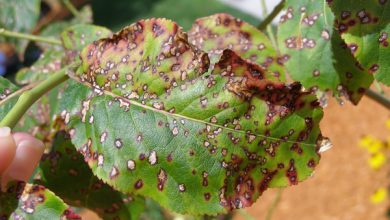 Photo of Brown Spots on Leaves: [Detection, Causes and Treatment]