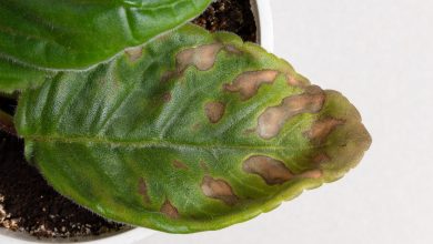 Photo of Brown spots on the leaves of plants. How to remove?