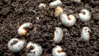 Photo of Bugs in Garden Soil: What Bugs Live in Soil?