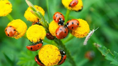 Photo of Bugs in the flowers of plants: What they are and how to fight them