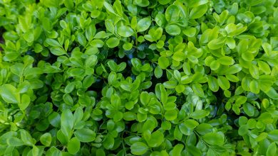 Photo of Buxus: [Characteristics, Cultivation, Care and Disadvantages]