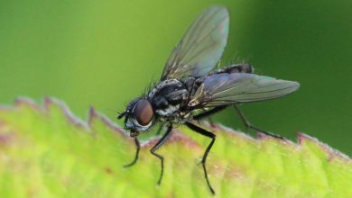 Photo of Cabbage Fly (Phorbia brassicae): [Characteristics, Detection, Effects and Treatment]