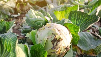 Photo of Cabbage Pests and Diseases: How to Eliminate