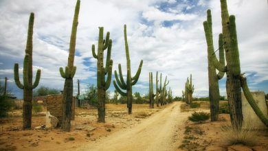 Photo of Cactus care, the natural survivor