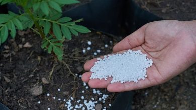 Photo of Calcium Nitrate: What is it and How to Apply it in your Garden?