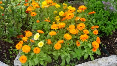 Photo of Calendula: [Cultivation, Irrigation, Care, Pests and Diseases]