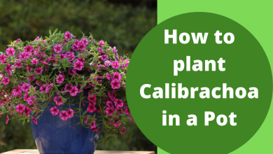 Photo of Calibrachoa: [Planting, Care, Irrigation, Substrate and Pests]