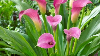 Photo of Callas Care: [Earth, Strengthening, Humidity and Pruning]