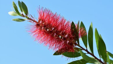 Photo of Callistemon: care of the plant also called Pipe cleaner