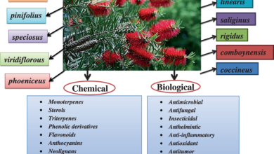 Photo of Callistemon Citrinus: [Characteristics, Cultivation, Care, Pests and Diseases]