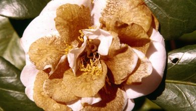 Photo of Camellia Care: [Soil, Humidity, Pruning and Problems]