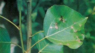 Photo of Canadian Poplar: [Cultivation, Irrigation, Care, Pests and Diseases]