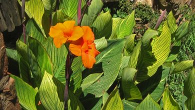 Photo of Canna Indica: [Planting, Care, Irrigation, Substrate and Pests]