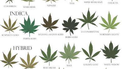 Photo of Cannabis Sativa, Indica and Ruderalis Plant | all differences