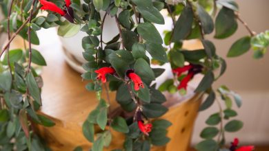 Photo of Care of the Aeschynanthus or lipstick plant