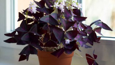 Photo of Care of the Oxalis, Sorrel or Butterfly plant