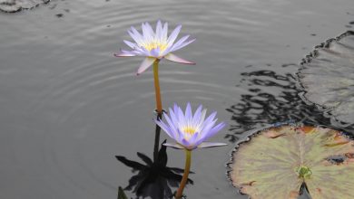 Photo of Care of the water lily, the star of the pond