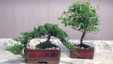 Photo of Caring for a Bonsai: [Irrigation, Sun Exposure, Pruning and Fertilizer]