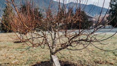 Photo of Caring for fruit trees in autumn and winter